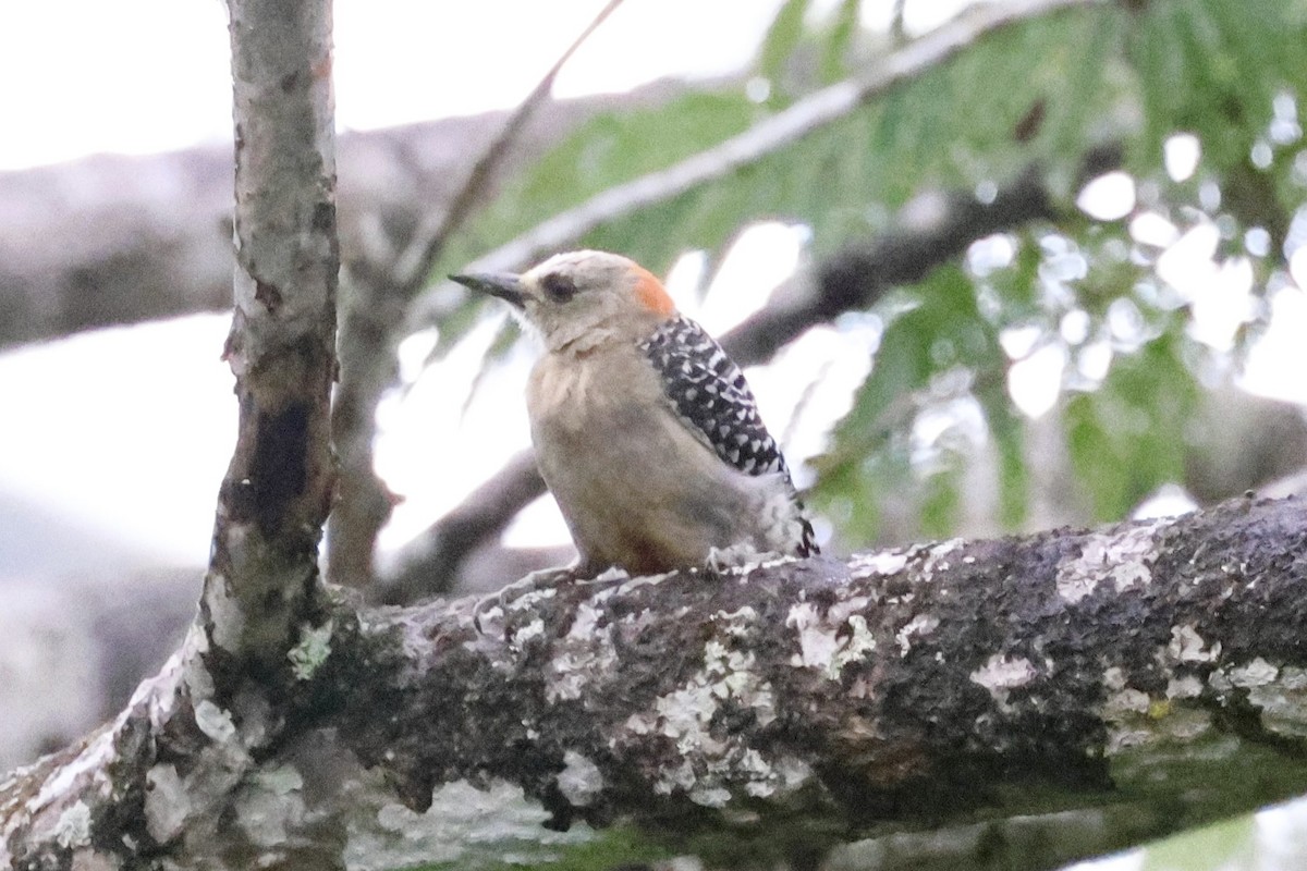 Red-crowned Woodpecker - ML620310666
