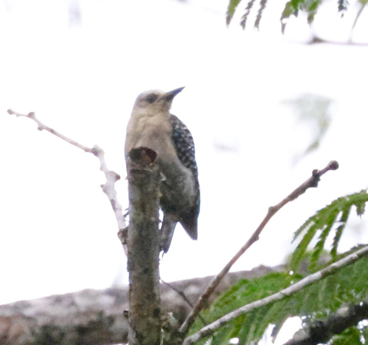 Red-crowned Woodpecker - ML620310667