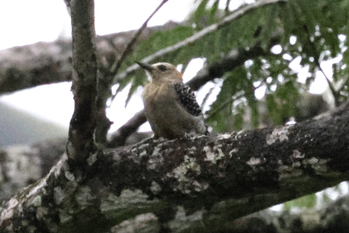 Red-crowned Woodpecker - ML620310668