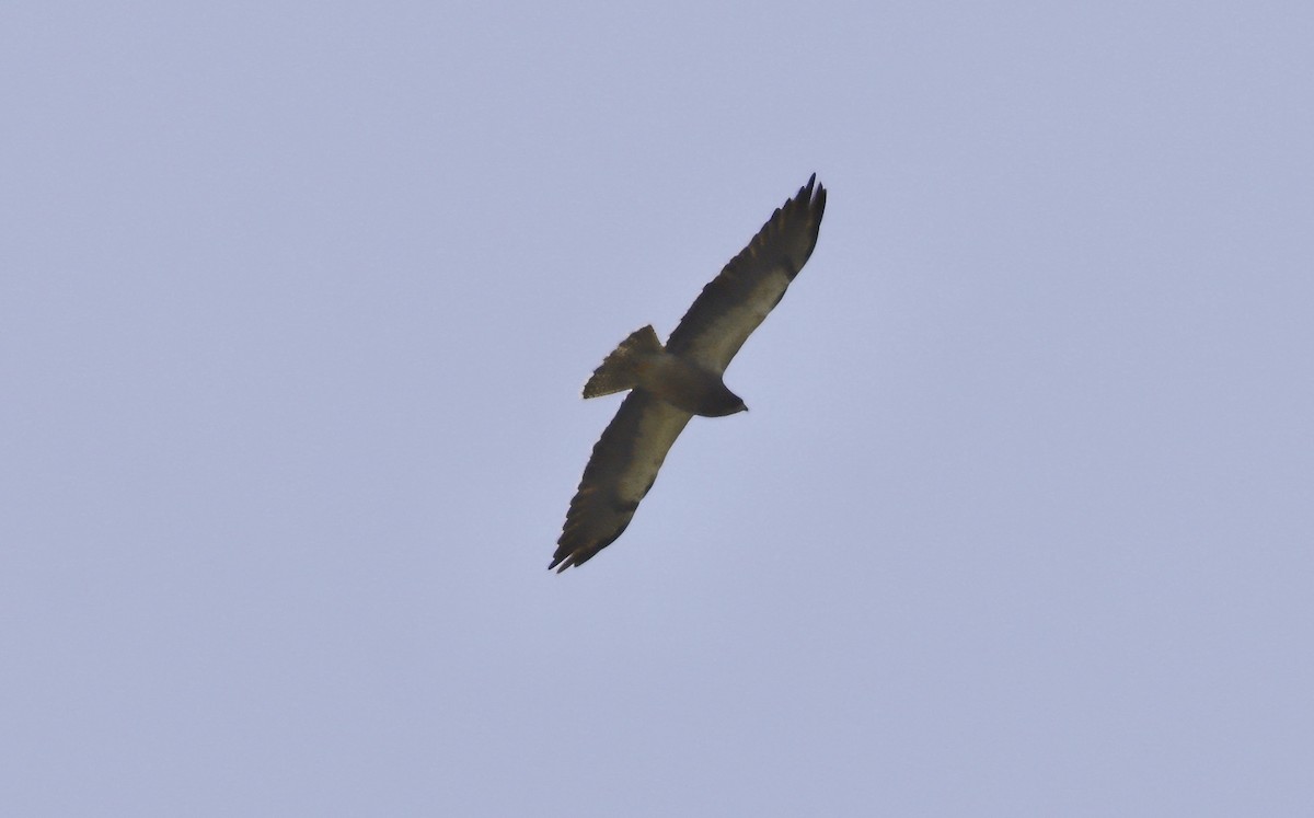 Swainson's Hawk - ML620310669