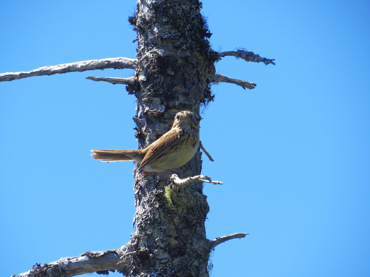 Lincoln's Sparrow - ML620310670