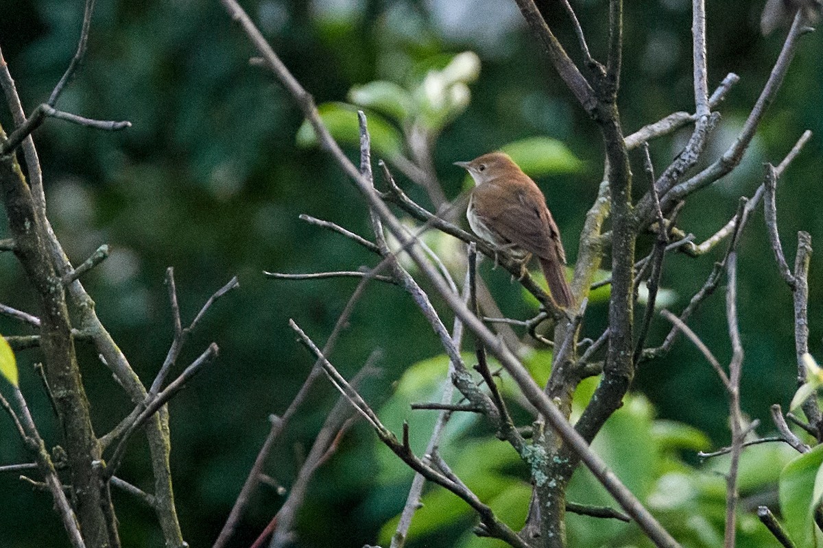 Common Nightingale - ML620310674