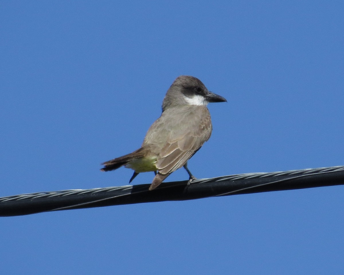 Thick-billed Kingbird - ML620310675