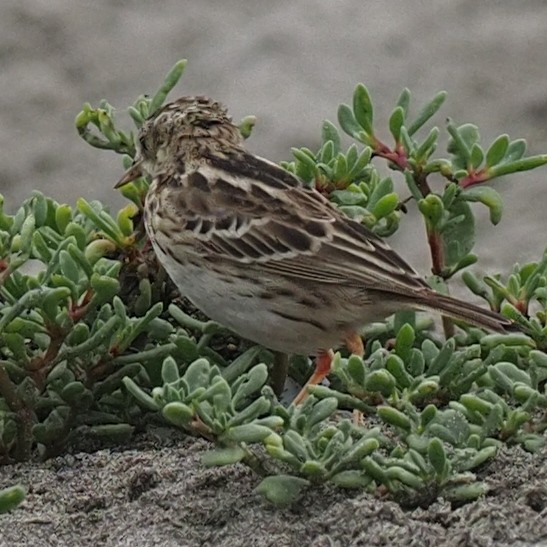 Peruvian Pipit - ML620310680