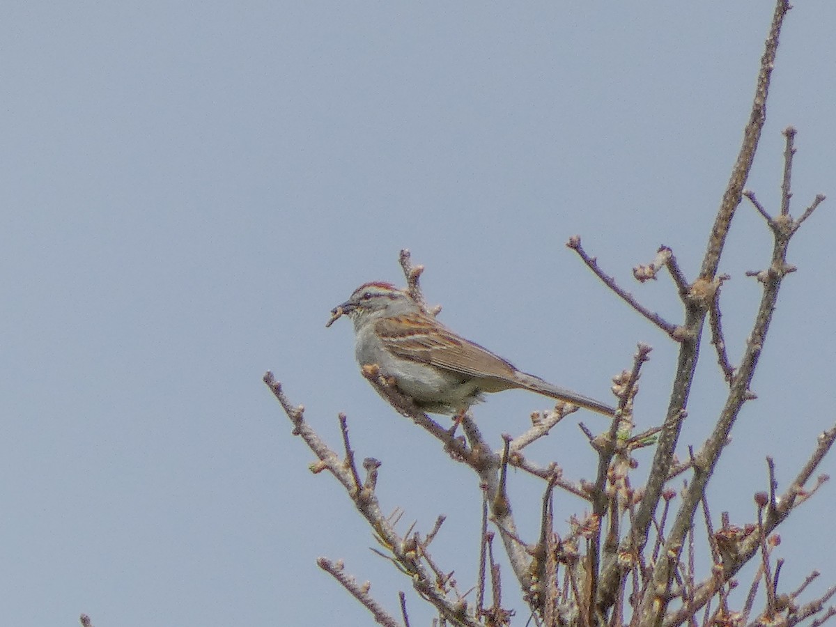 Chipping Sparrow - ML620310684