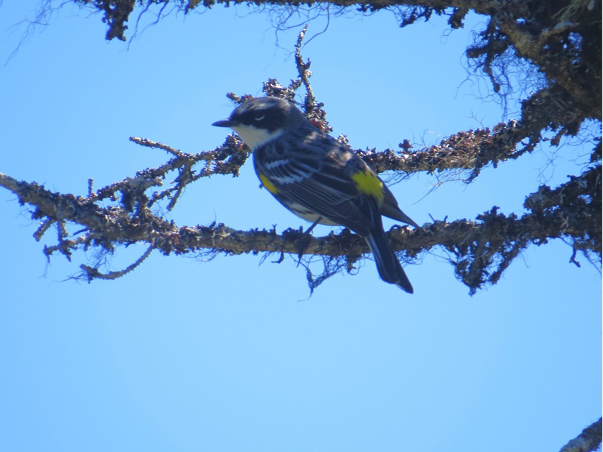 Yellow-rumped Warbler - ML620310686