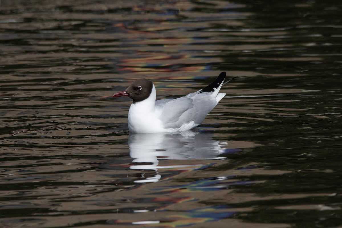 Black-headed Gull - ML620310687