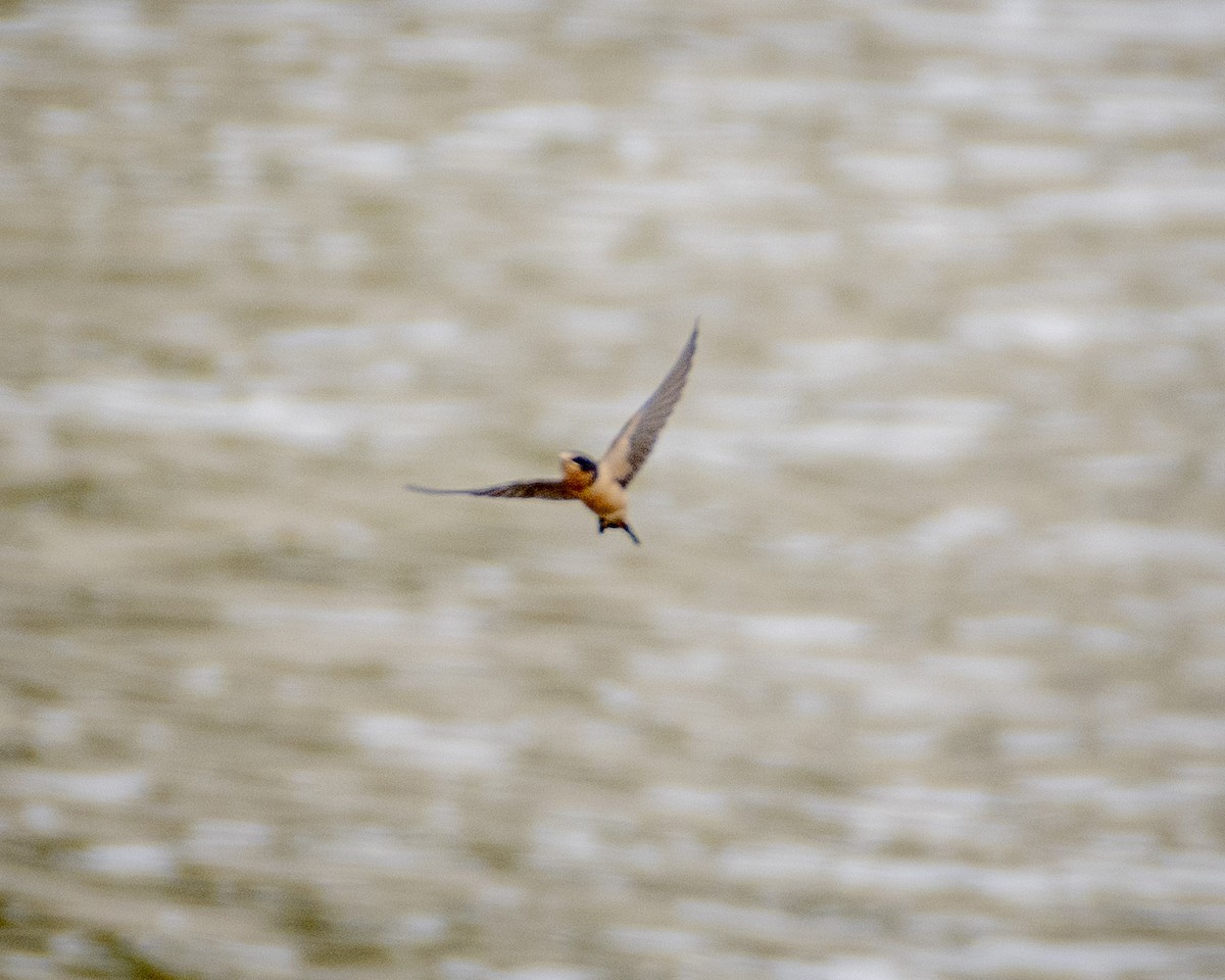 Barn Swallow - ML620310688