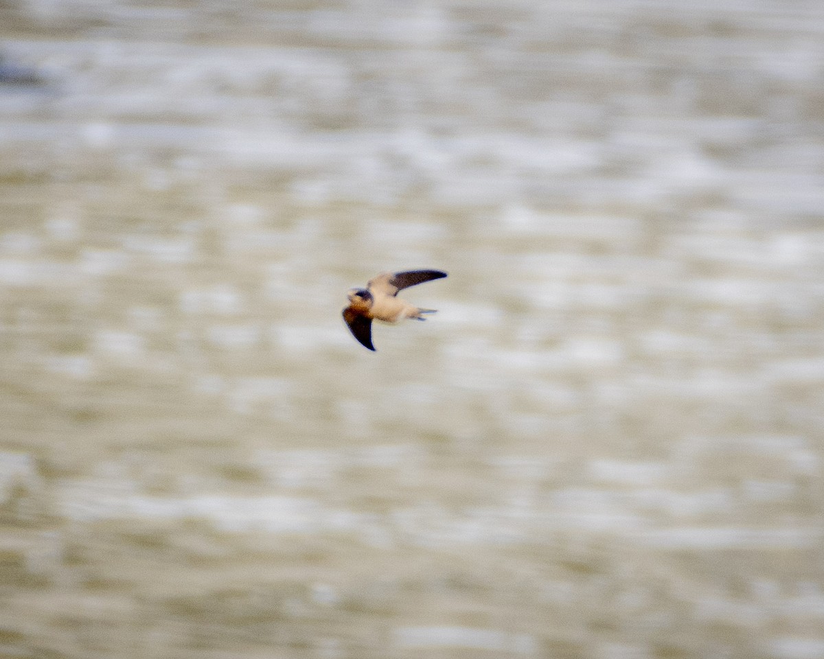 Barn Swallow - ML620310689