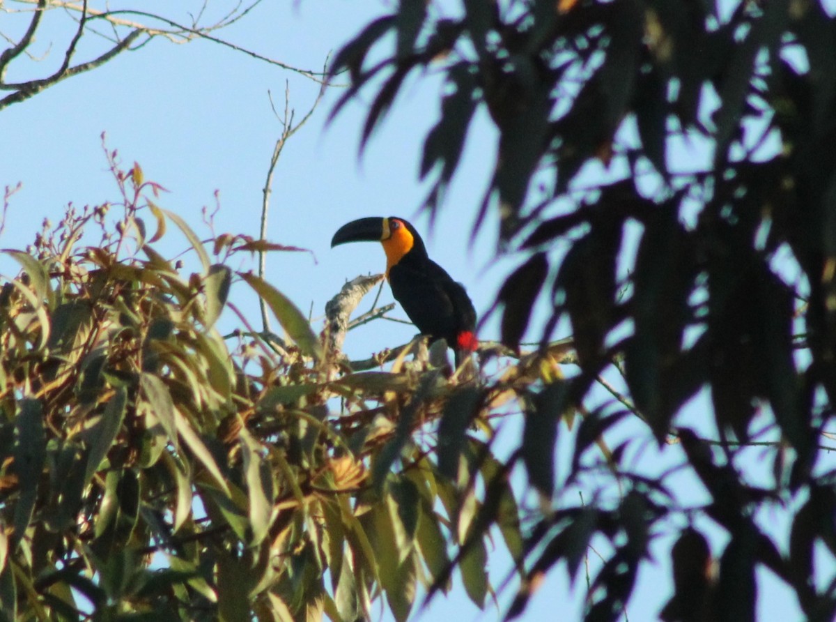 Channel-billed Toucan - ML620310690