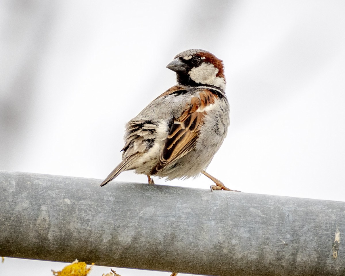 House Sparrow - ML620310691