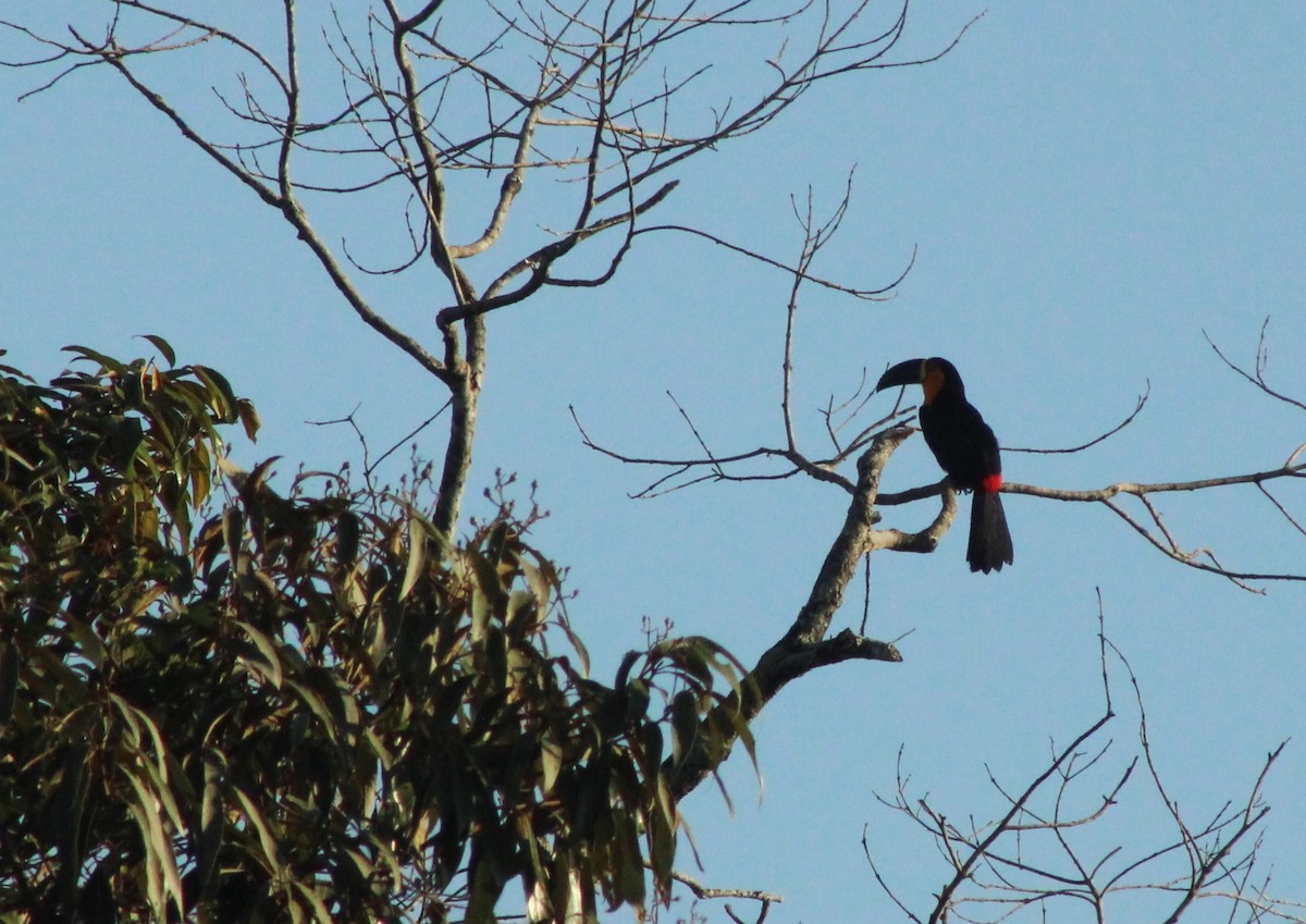 Channel-billed Toucan - ML620310693