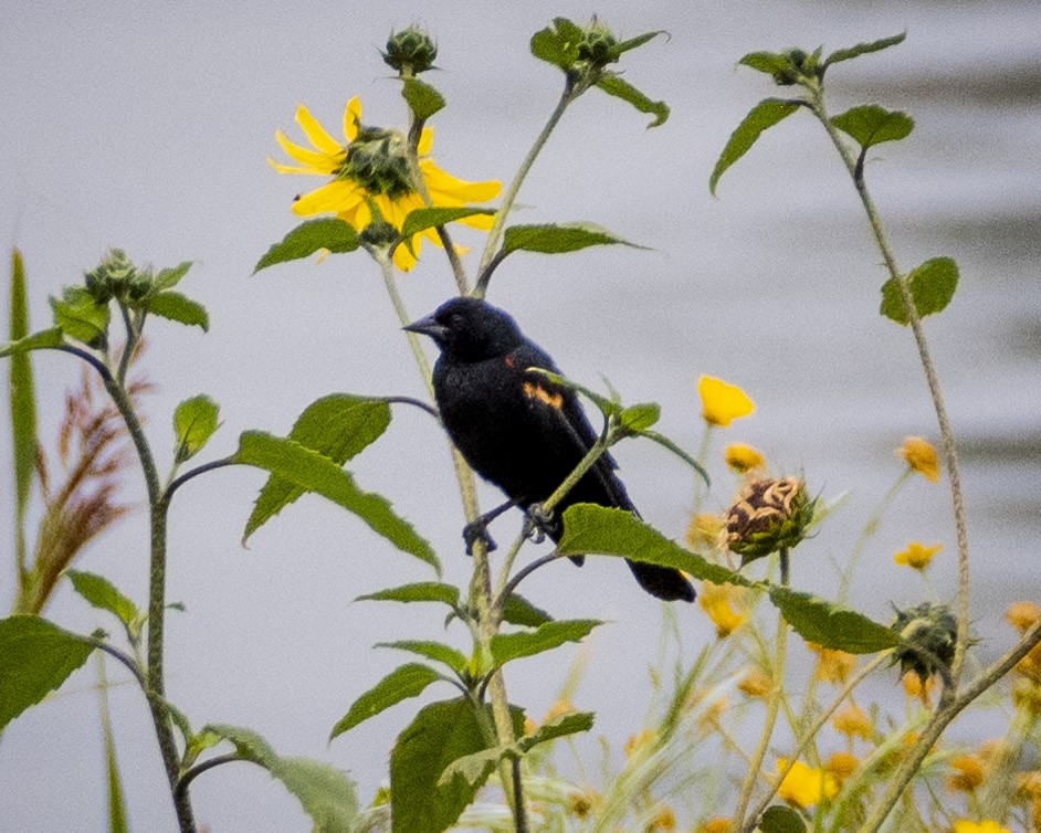 Red-winged Blackbird - ML620310696