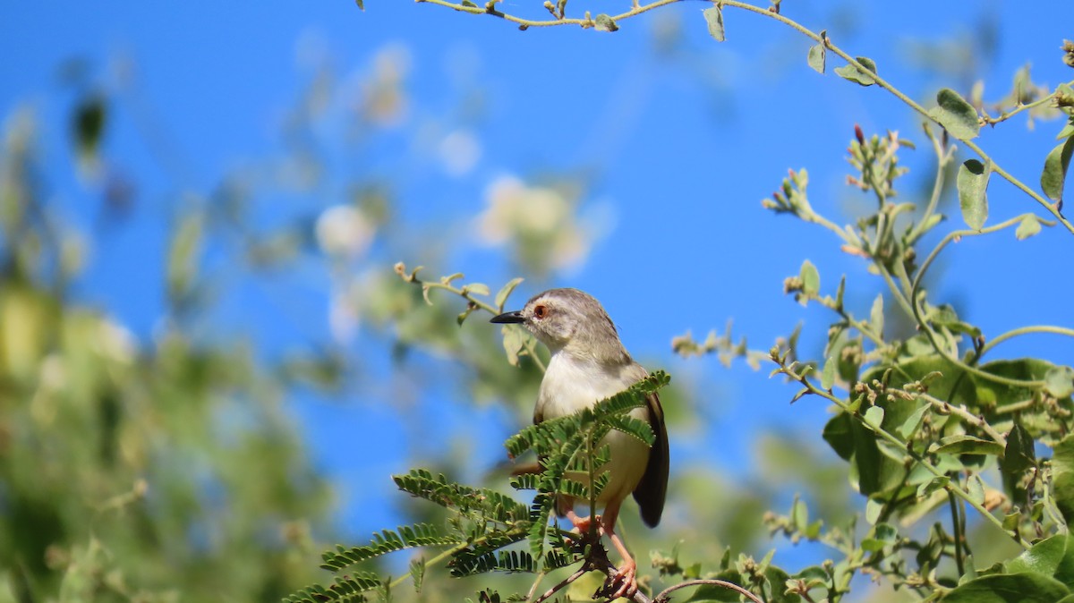 Prinia modeste - ML620310698