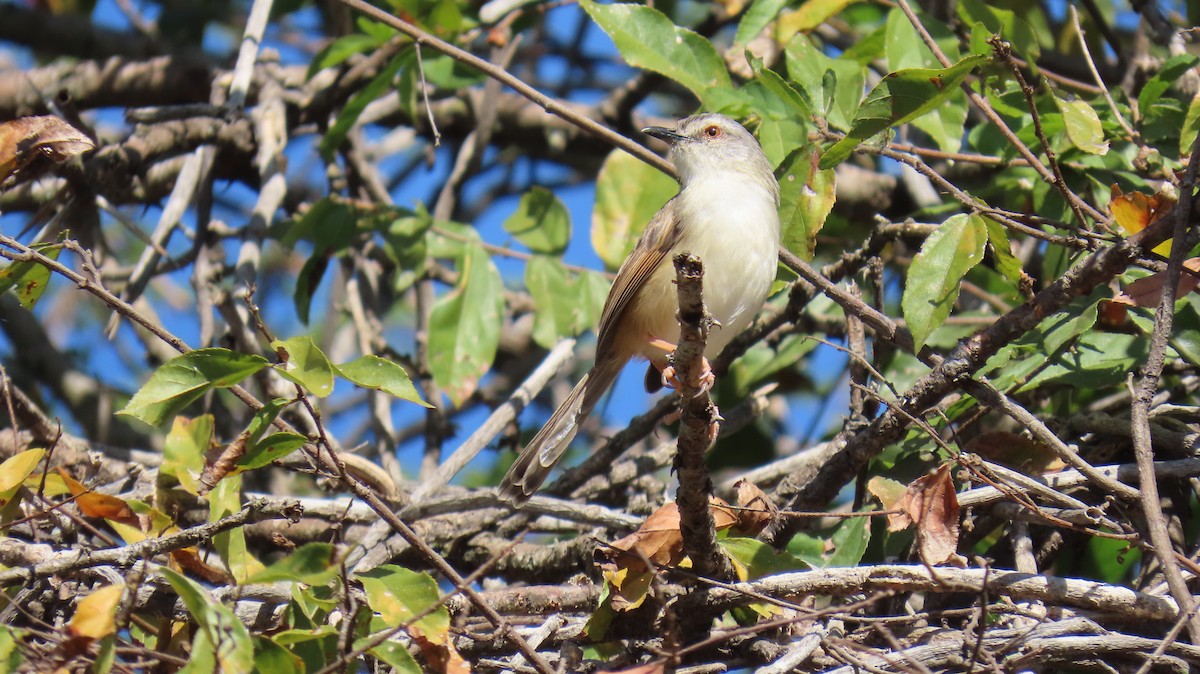 Prinia modeste - ML620310699