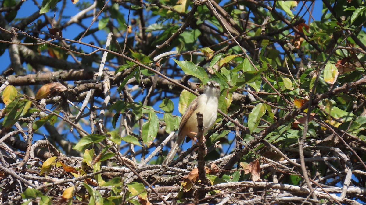 Tawny-flanked Prinia - ML620310700