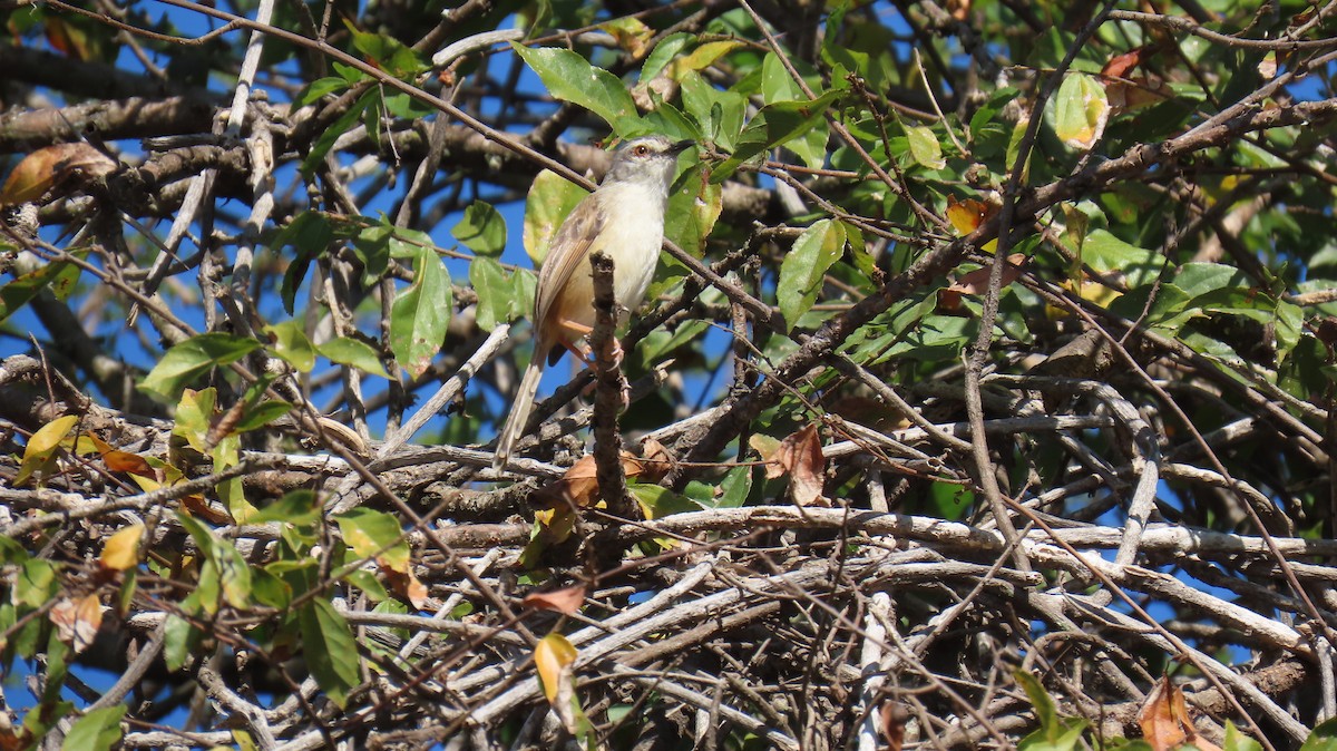 Tawny-flanked Prinia - ML620310701