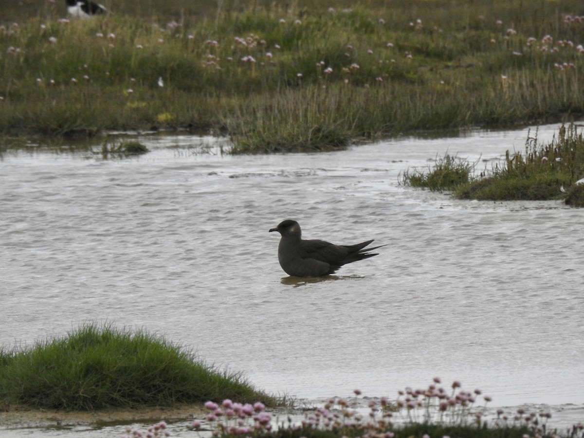 Parasitic Jaeger - ML620310707