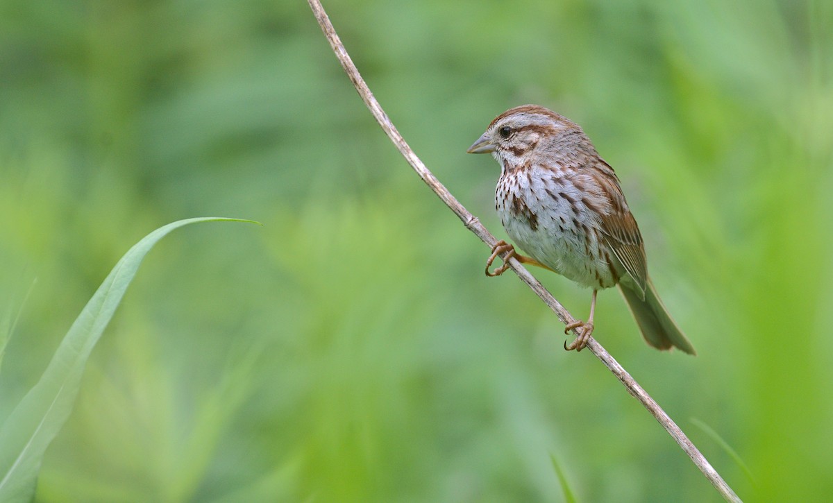 Song Sparrow - ML620310708