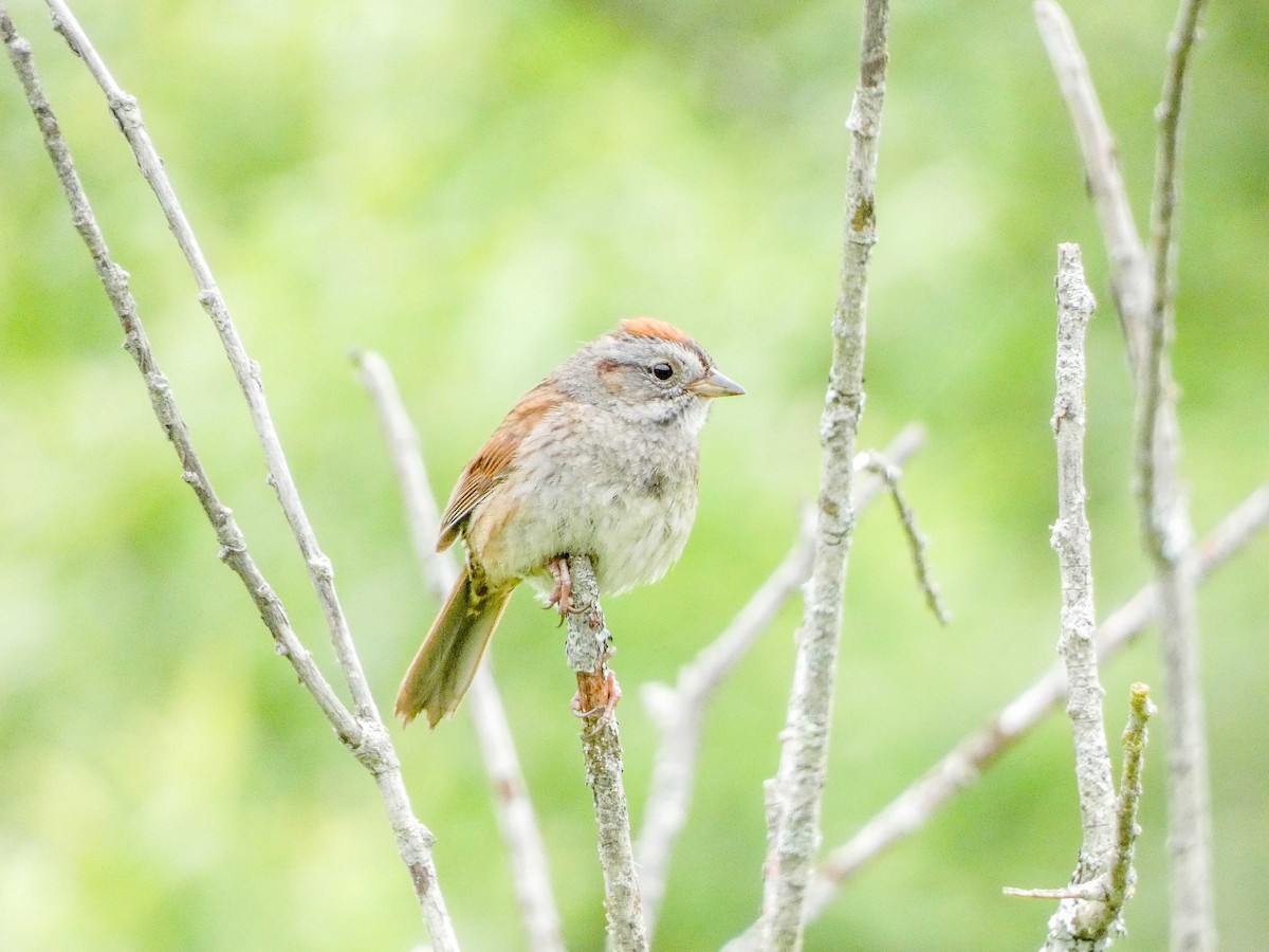 Swamp Sparrow - Larry Morin