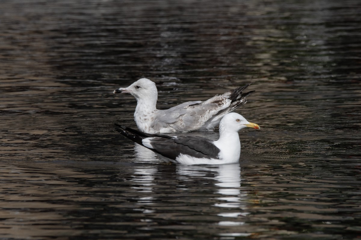 Goéland argenté - ML620310711