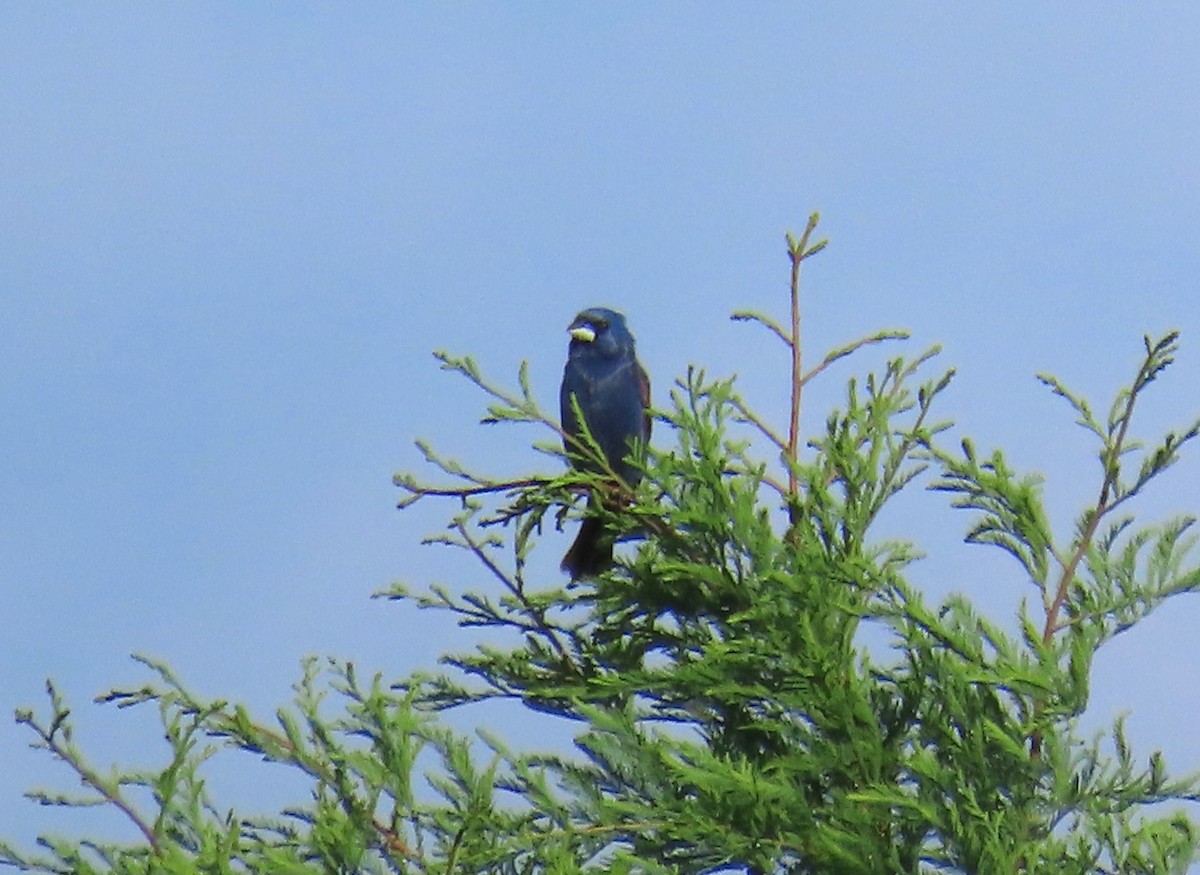 Blue Grosbeak - ML620310712