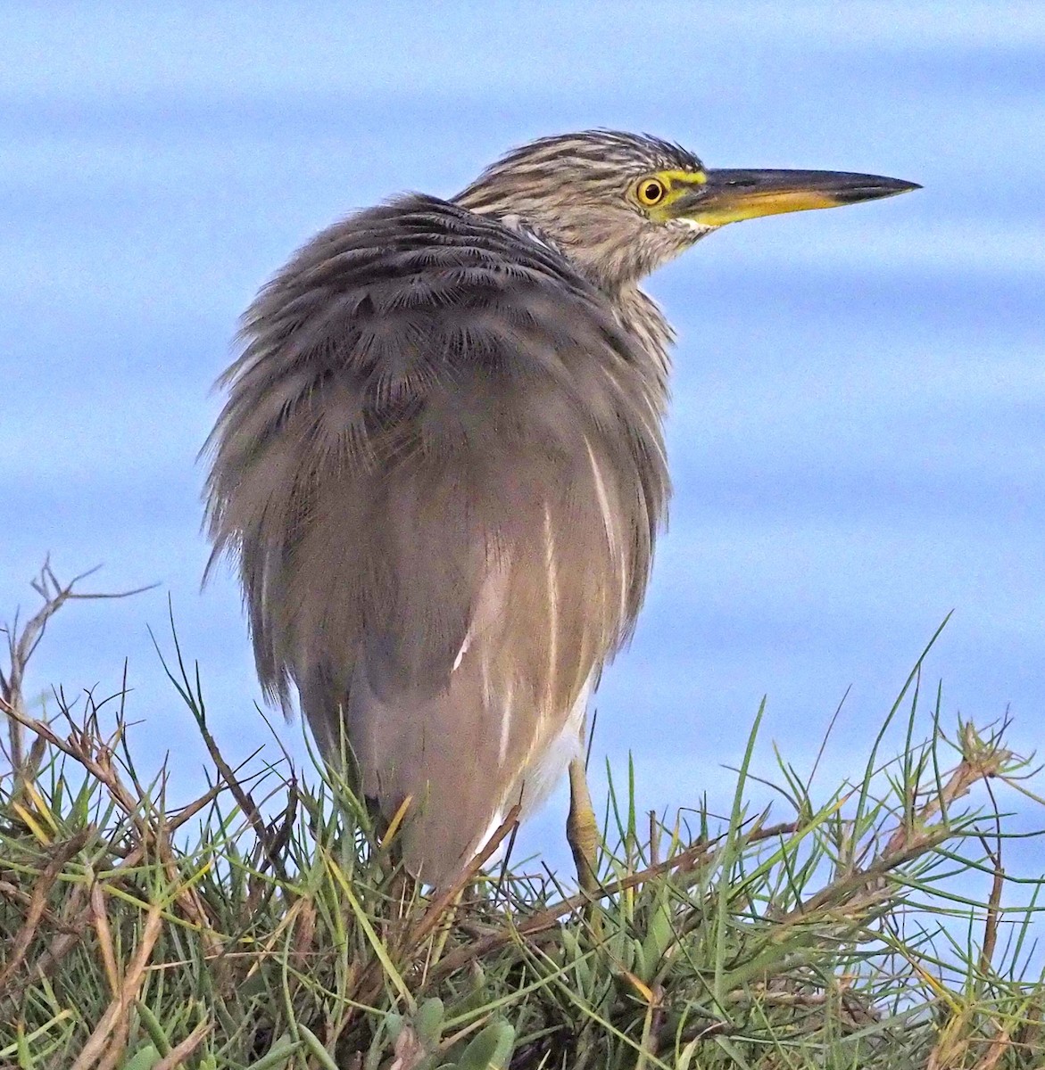 Indian Pond-Heron - ML620310713