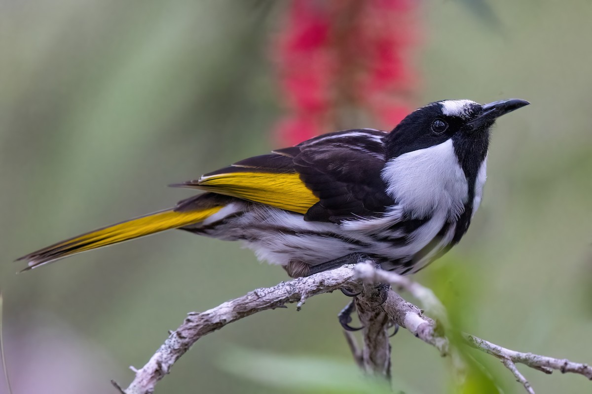 White-cheeked Honeyeater - ML620310714