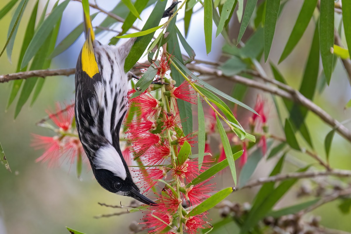 White-cheeked Honeyeater - ML620310715