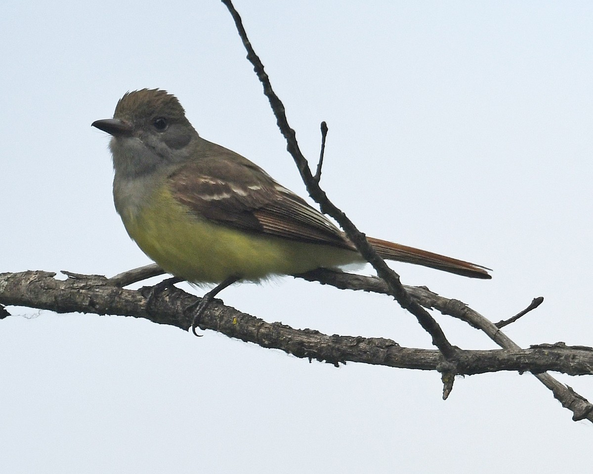 Great Crested Flycatcher - ML620310720