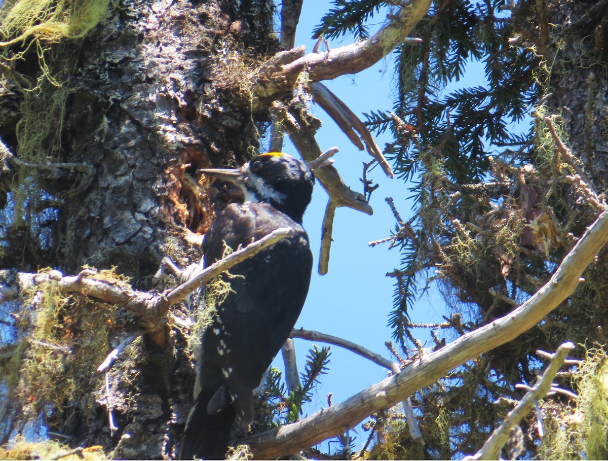 Black-backed Woodpecker - ML620310722