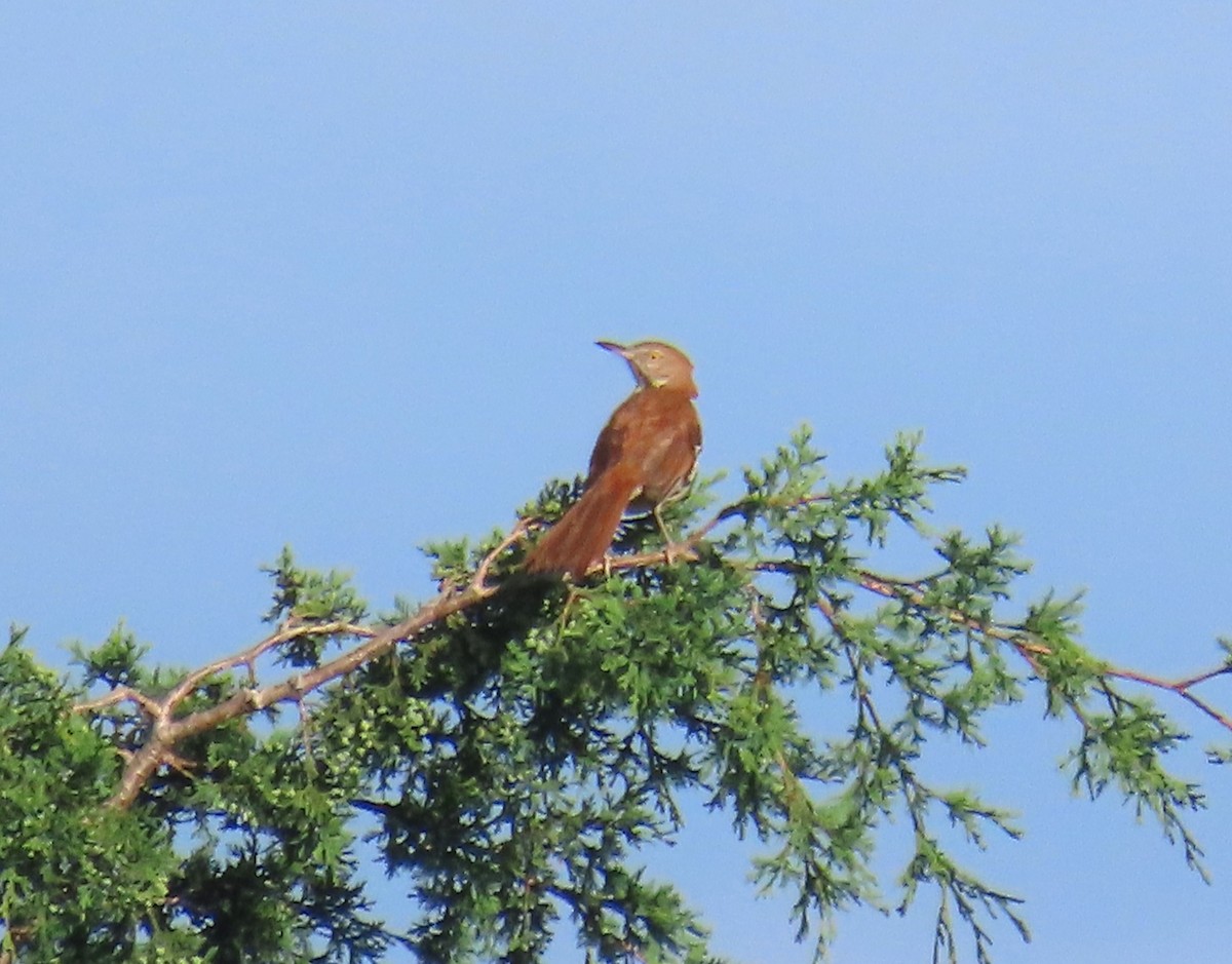 Brown Thrasher - ML620310724