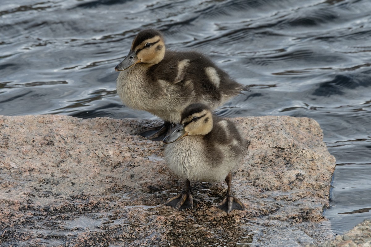 Canard colvert - ML620310726