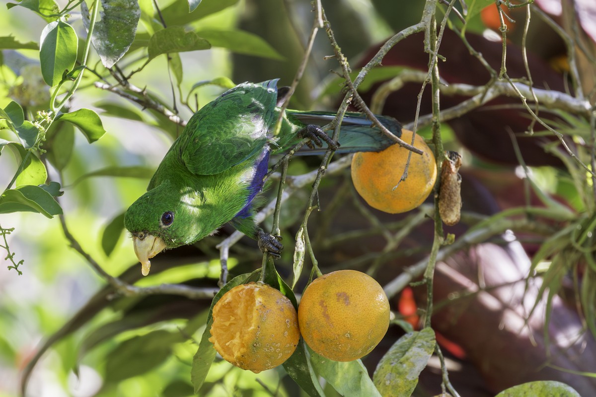 Blue-bellied Parrot - ML620310728