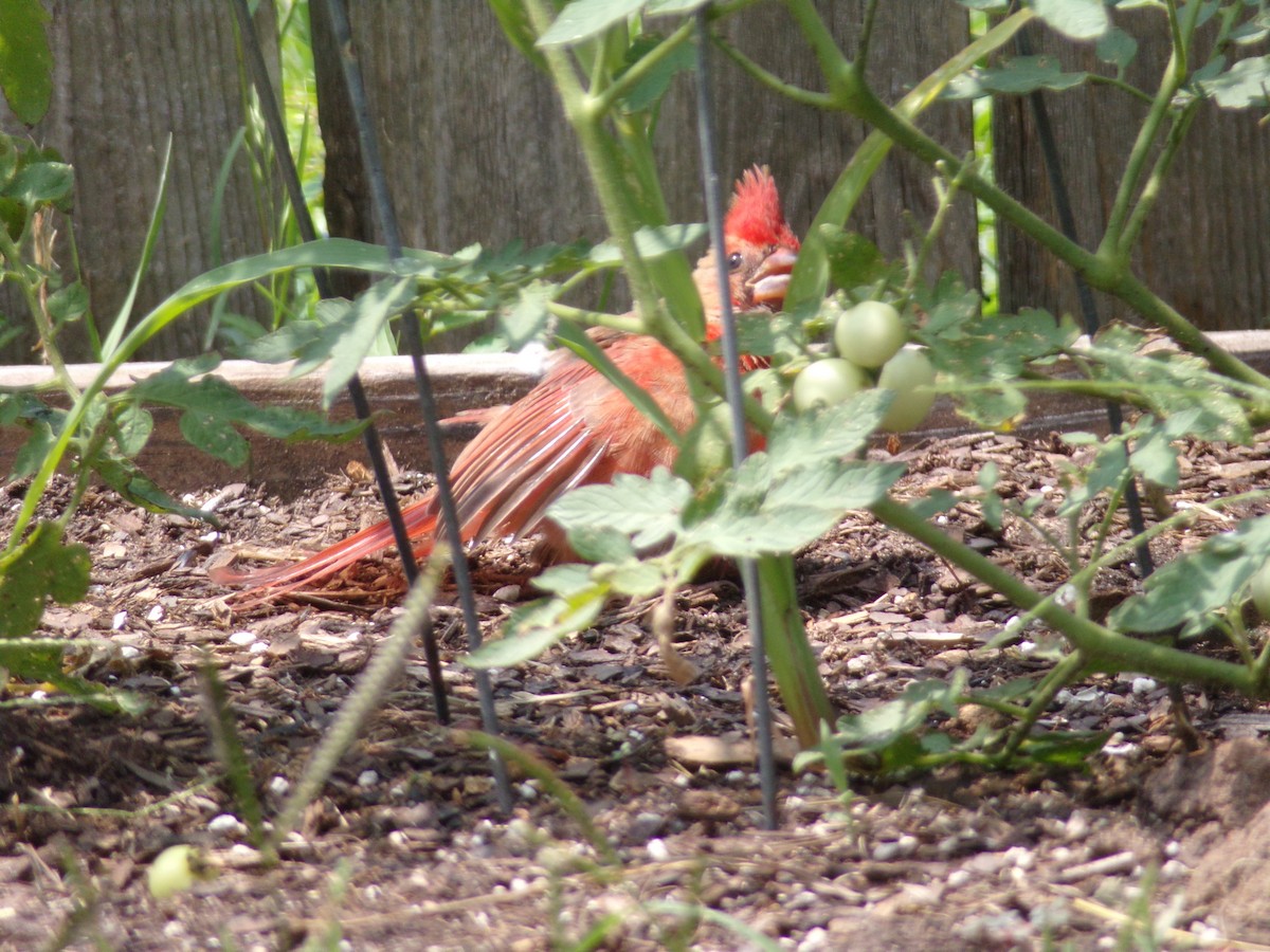 Cardinal rouge - ML620310729