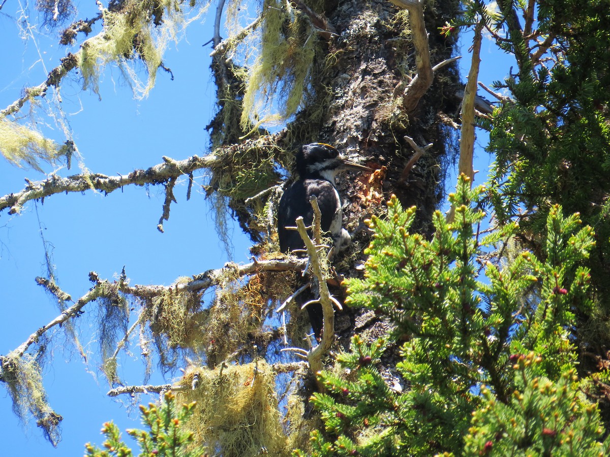 Black-backed Woodpecker - ML620310732