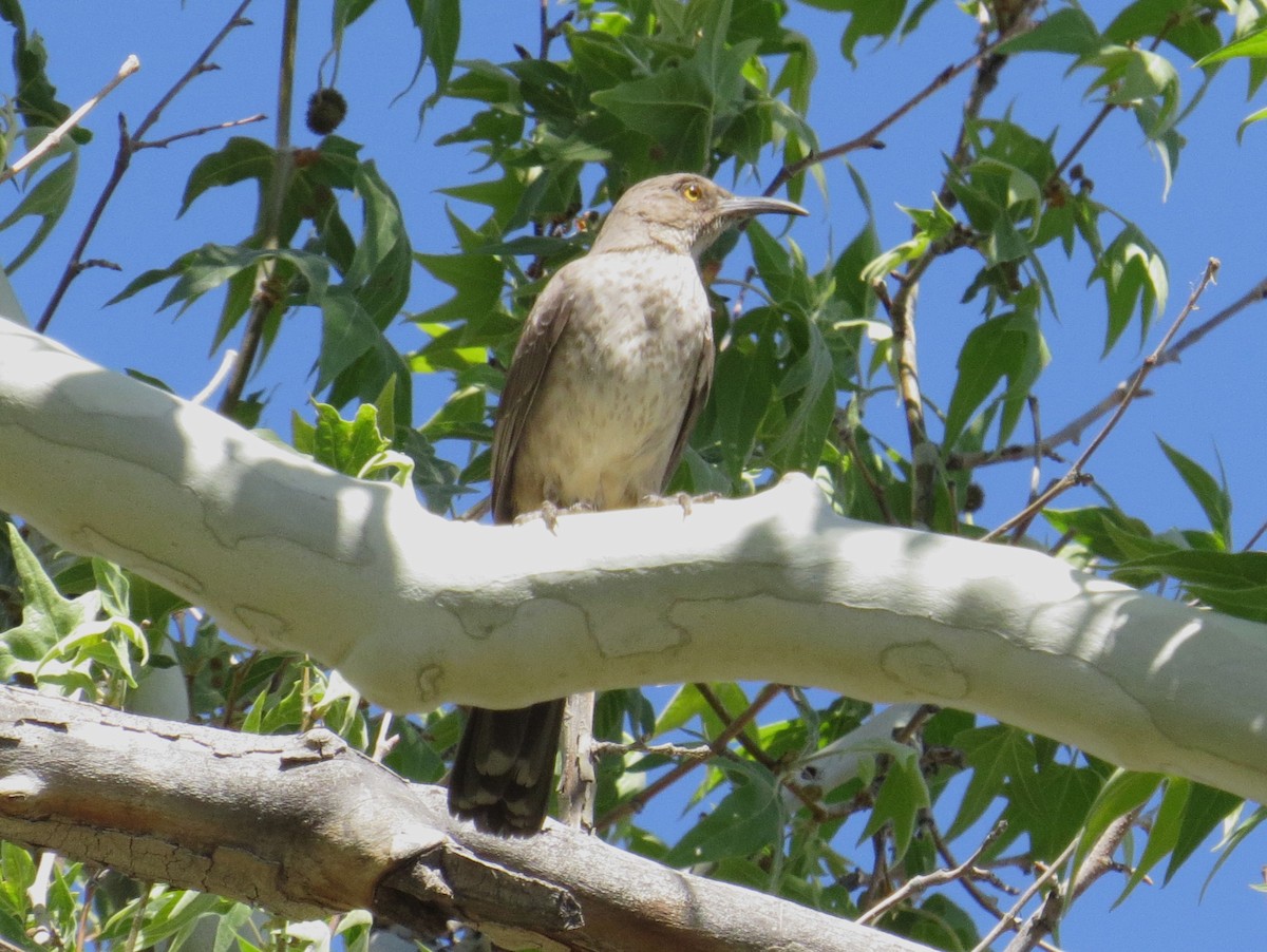 Curve-billed Thrasher - ML620310734