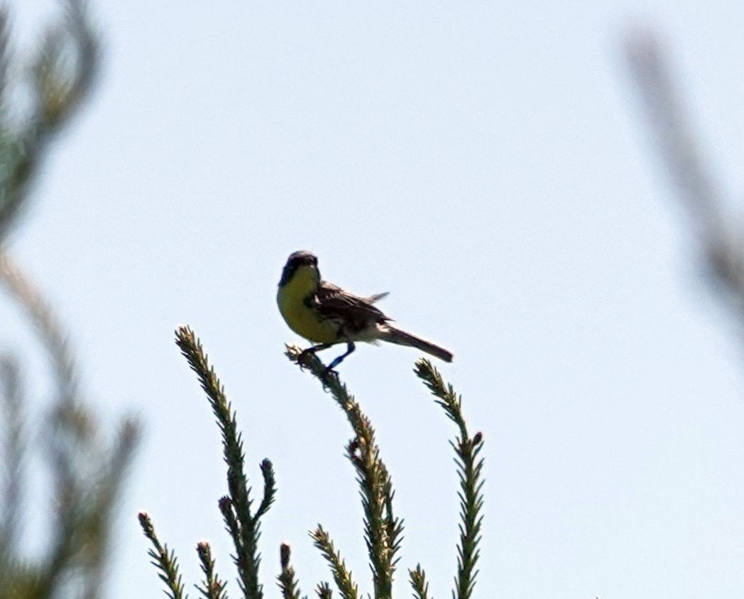 Kirtland's Warbler - ML620310736