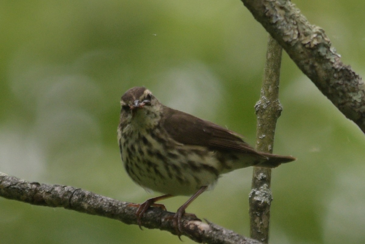 Northern Waterthrush - ML620310738