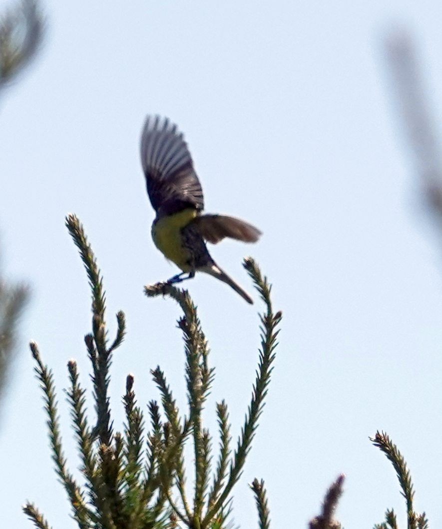 Kirtland's Warbler - ML620310739