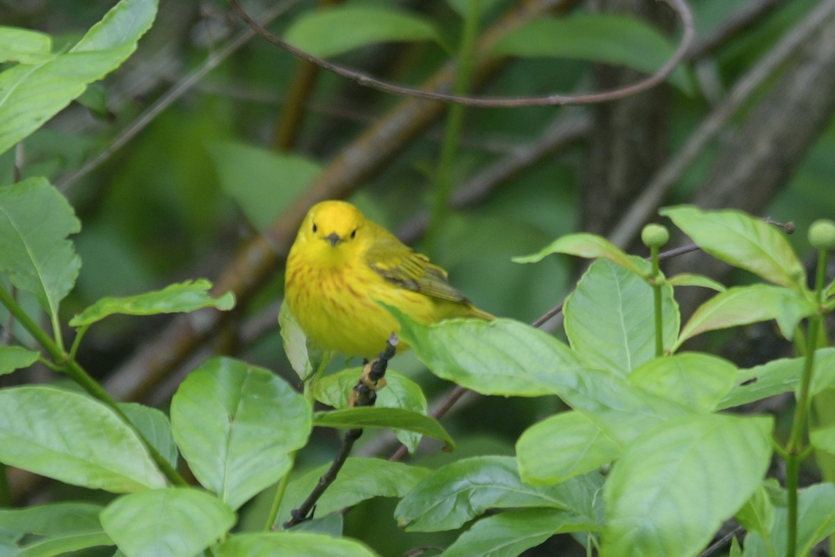 Paruline jaune - ML620310743