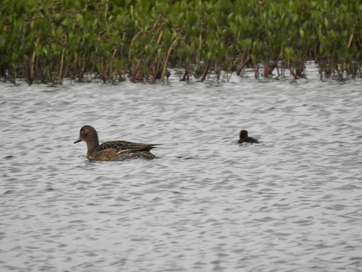 Canard siffleur - ML620310749