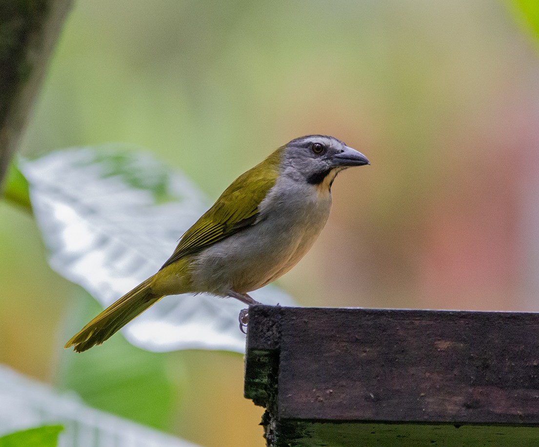 Buff-throated Saltator - ML620310751