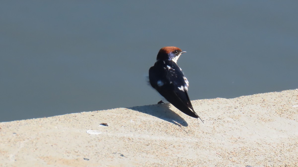 Wire-tailed Swallow - ML620310752
