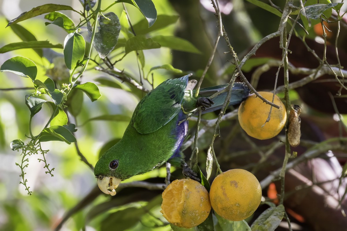 Blue-bellied Parrot - ML620310753