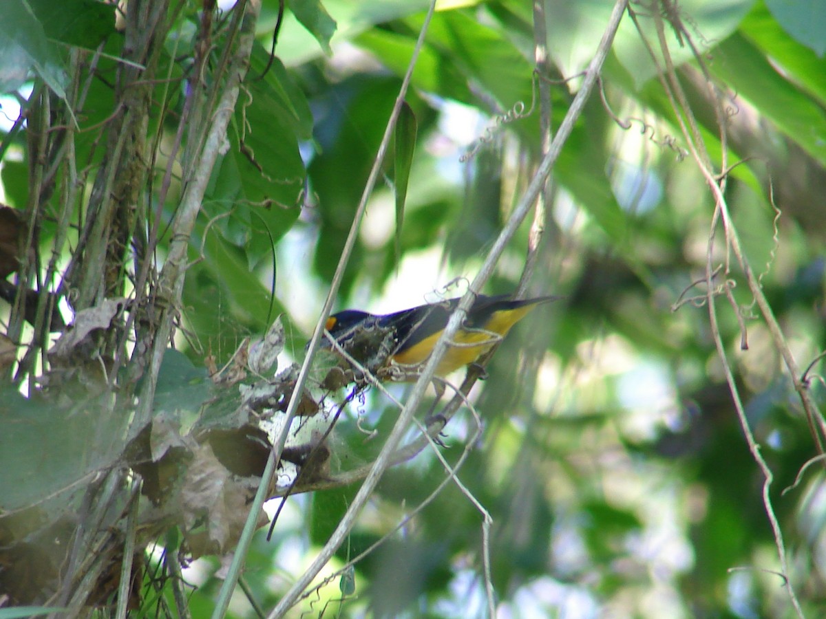 Violaceous Euphonia - ML620310755