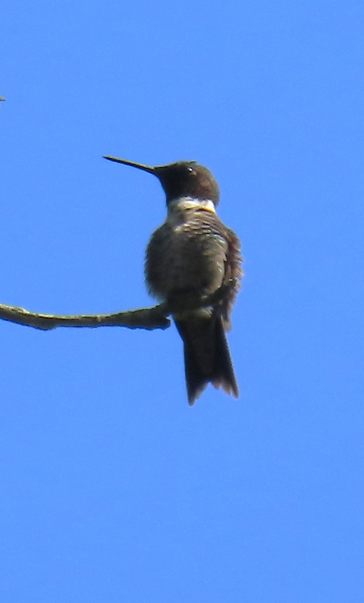 Colibri à gorge rubis - ML620310760