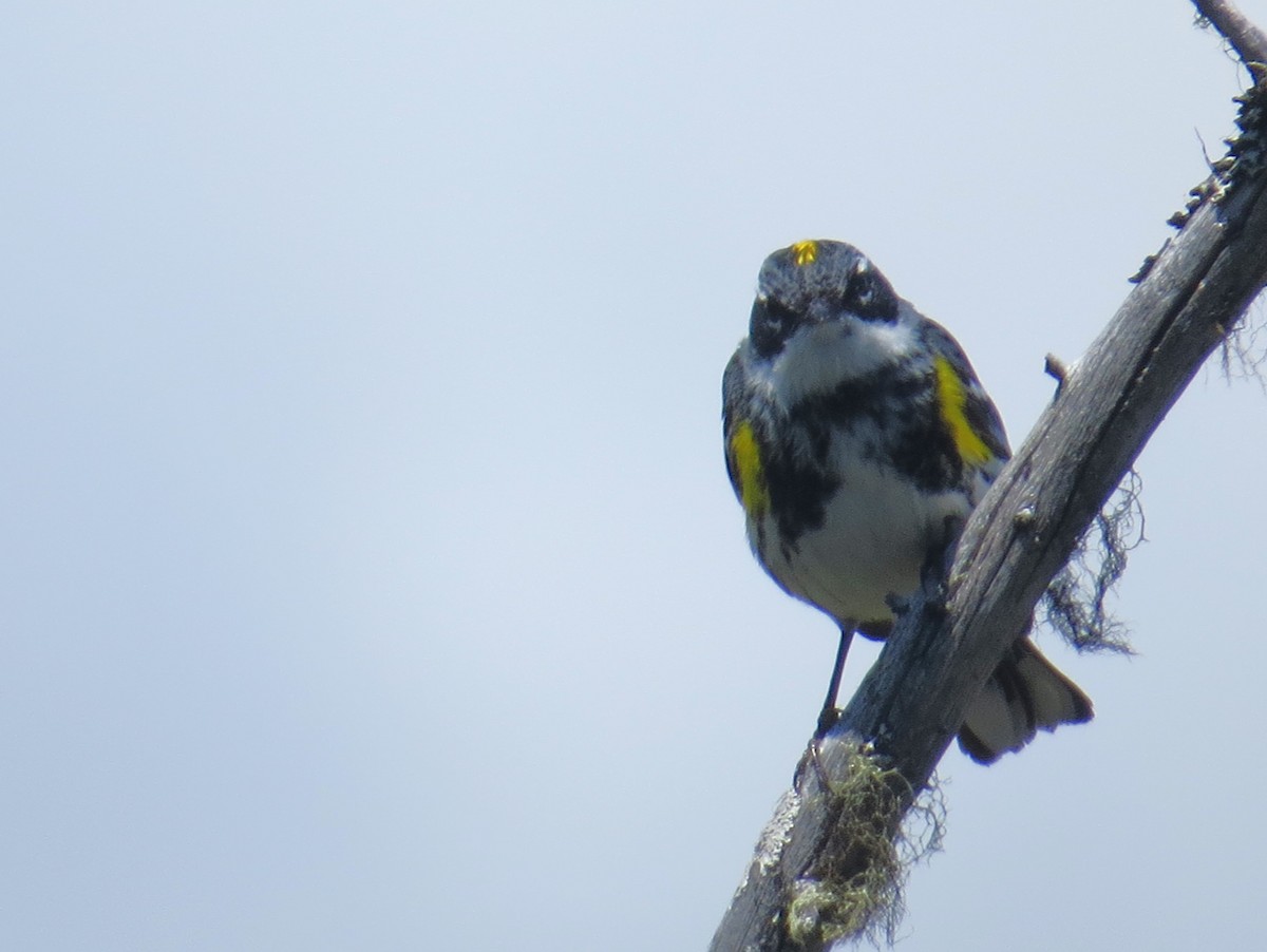 Yellow-rumped Warbler - ML620310762