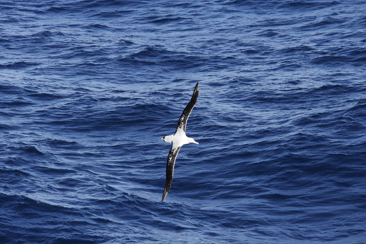 Northern Royal Albatross - ML620310766