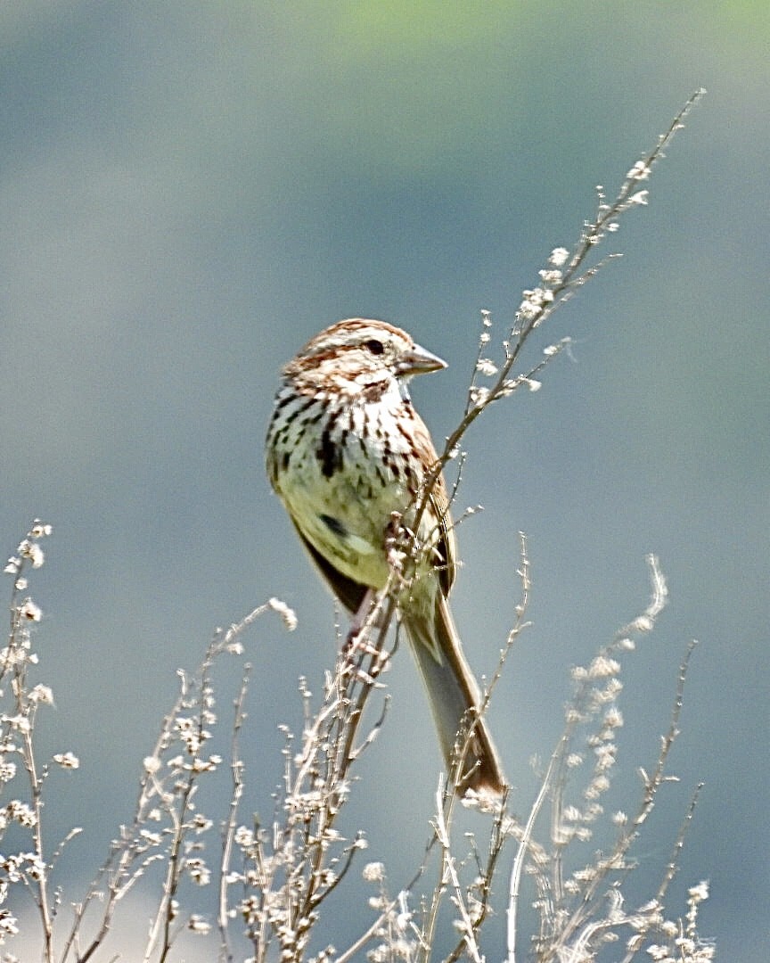 Пасовка співоча - ML620310767